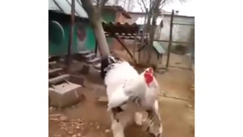 I could probably ride this chicken..