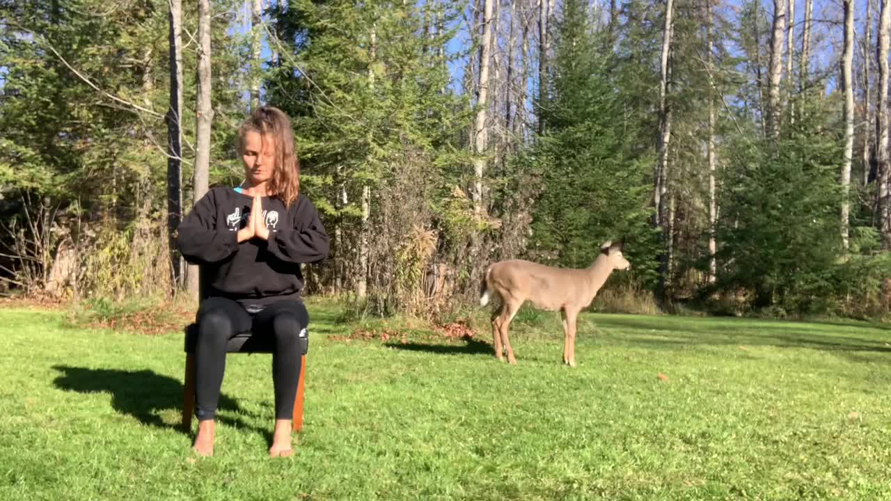 #1. Chair/Sitting Outdoor Grounding Guided Intuitive Yoga And Deer 20min - Chair Flow