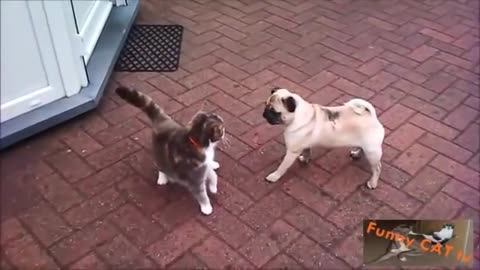Dogs and cats first meeting