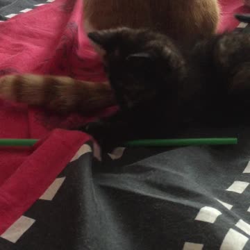 Luna the super cute kitten playing with a straw, 5 weeks old
