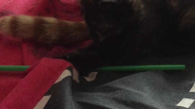 Luna the super cute kitten playing with a straw, 5 weeks old