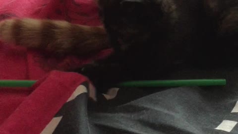 Luna the super cute kitten playing with a straw, 5 weeks old