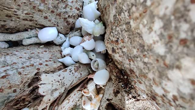 Time-lapse video of Hermit Crabs