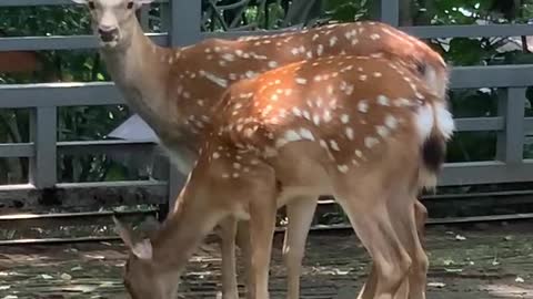 Sika deer