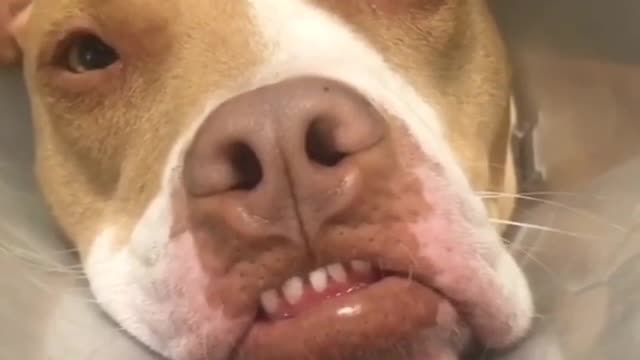 Brown and white dog looks at camera miserable in plastic cone