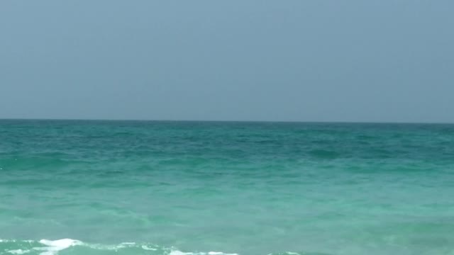 Dolphins Swimming Close To Shore