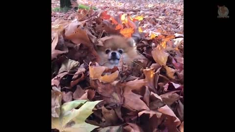 Mini Pomeranian