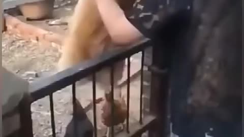 Chicken and Dog Funny Video 😂