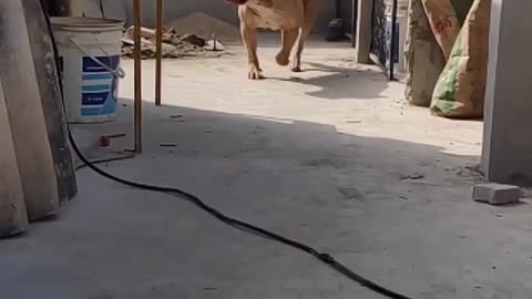 🏃‍♀️🏃‍♀️Chama o teu vulgo malvadão😲