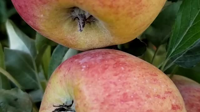 Harvesting Apple #1 #apple #applefarming