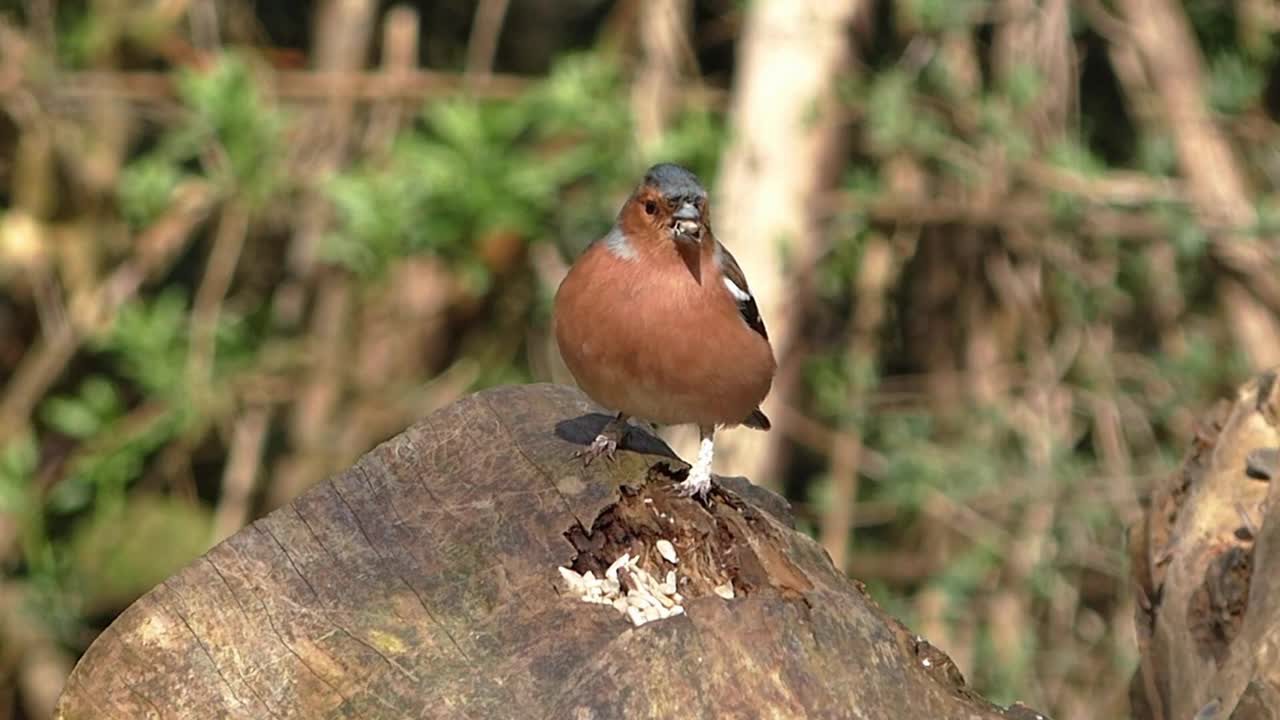 What bird is this?