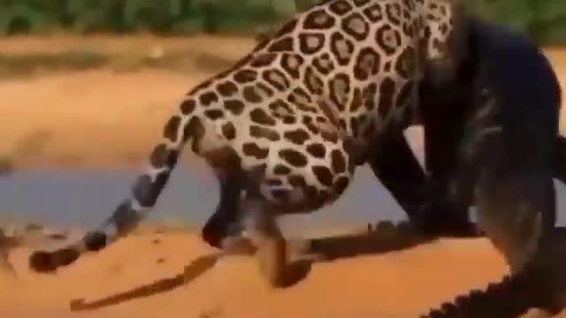 Leopard attack crocodile