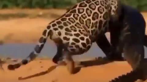 Leopard attack crocodile