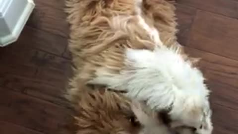 Puppy plays upside down