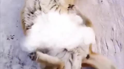 Funny videos dogs you cant keep as pets #shorts #dog