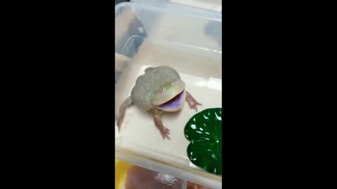 Screaming Frogs