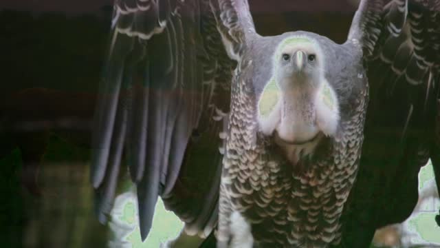 An Eagle's Journey- Fly Of The Sky- Free royalty