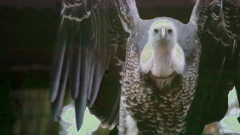 An Eagle's Journey- Fly Of The Sky- Free royalty