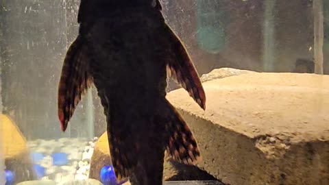 Common Pleco