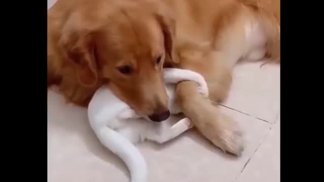 Cats funny videos compilation - 003