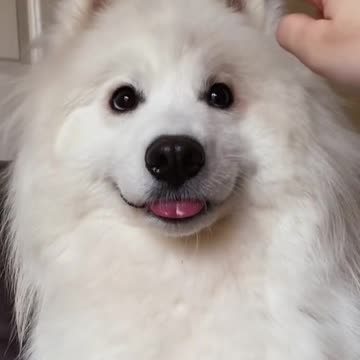 Amazing Funny Dog Video 2021