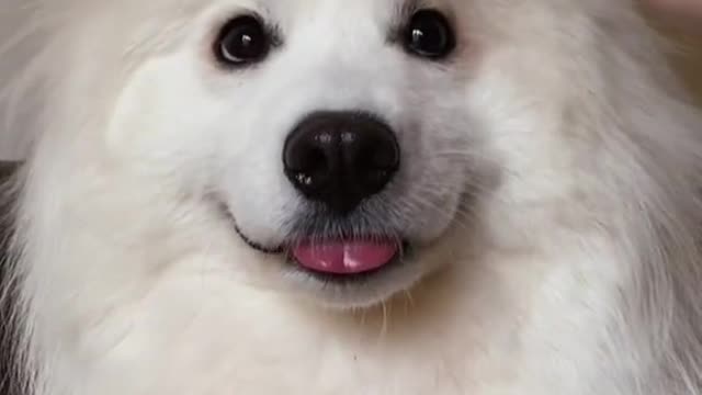 Amazing Funny Dog Video 2021