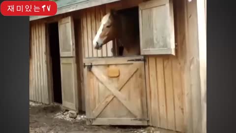 Cute horse bolster compilation