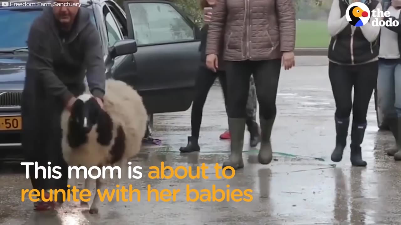 Mother Lamb Reunited With Her Babies | The Dodo