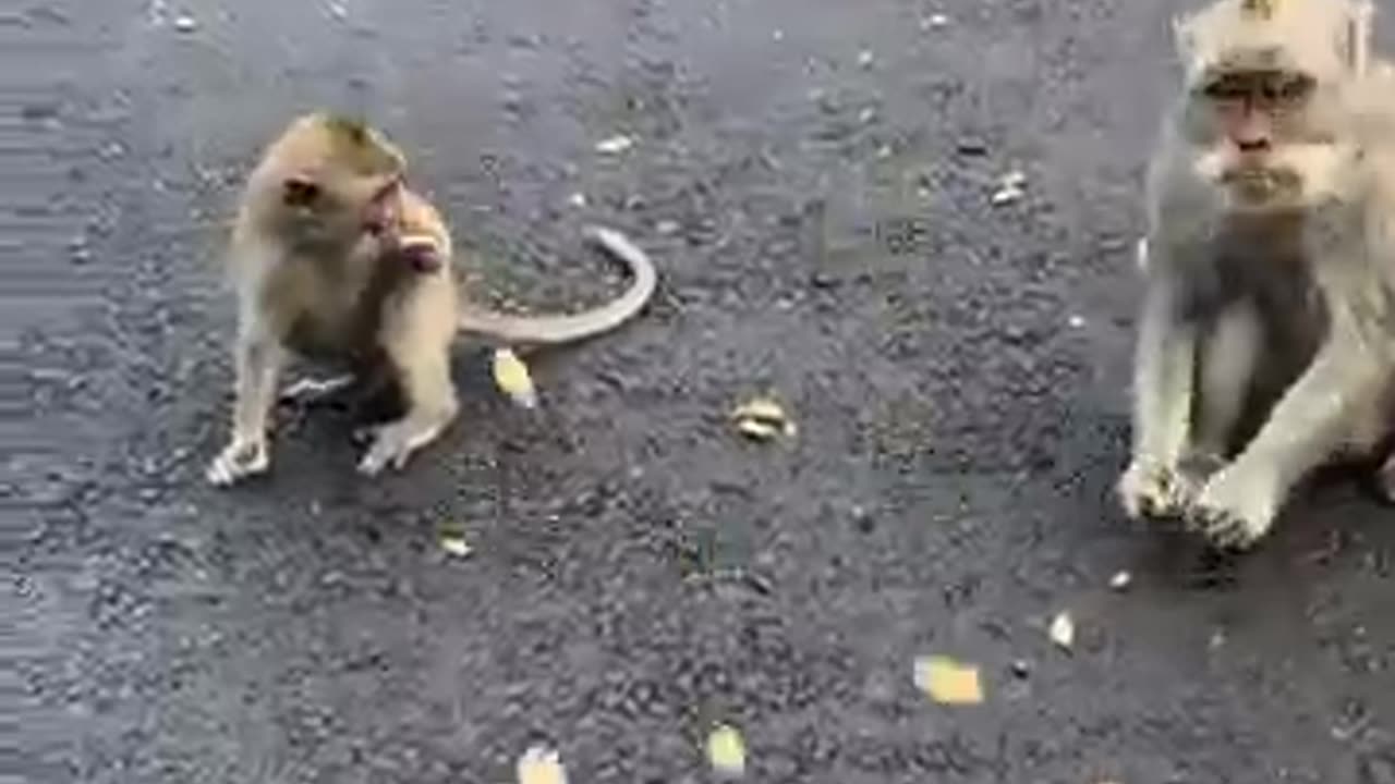 Savy Joe - Bali Monkeys