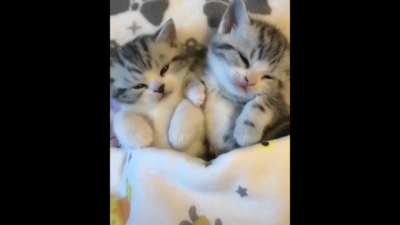 TWO CUTE KITTENS-CATS