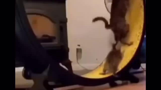 Cute cat rolling