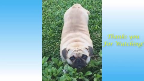 Cute Pets And Funny Animals video ,you will love to see those actions