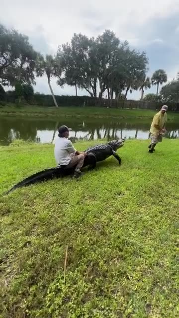 Riding on the back of a Crocodile