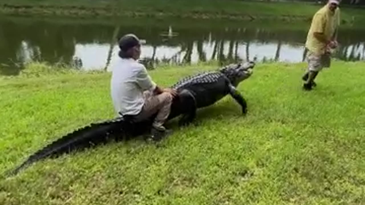 Riding on the back of a Crocodile