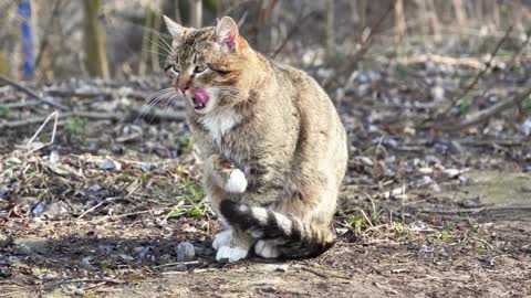 Cat sits on the ground and grooming himself