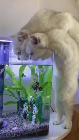 Funniest Animals - Best Of The 2021 Funny Animal Videos #2 Super Funny Dog Videos