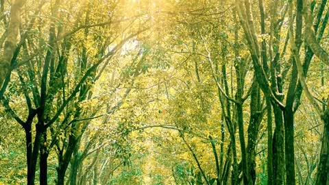 Relaxing Music | Sleeping, Meditation, Stress Relief | [1447] ⭐️