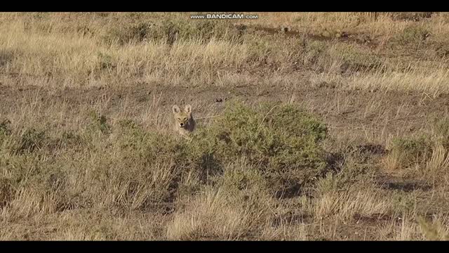 hunting coyots wolf 50 kills in 16 min