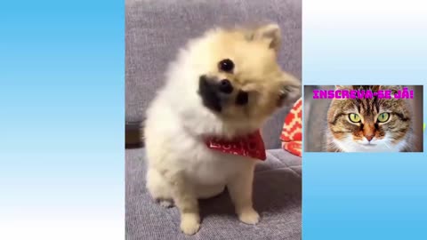 FUNNY ACTS BRINGING SCARE IN THE MIRROR / FUNNY VIDEOS OF ANIMALS / DOG AND CAT DOING IT FREE