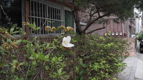 korean Flower