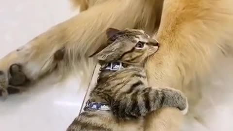 Cat Video Dog Video Cat & Dog Funny Video