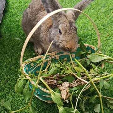 Chewing Faster Than the Speed of Light