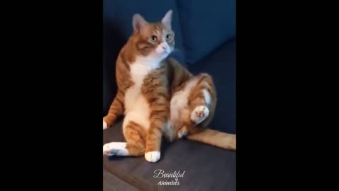 cute cat funny moments |animals funny moment |try to don't laugh