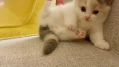 Most beautiful animal dog video