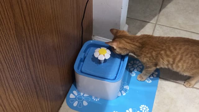 Rudy vs The Flower Fountain