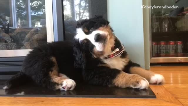 White brown dog tilts head back and forth while sitting down