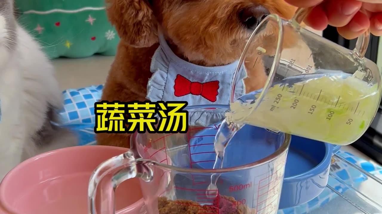 Cute cats and dogs eating food very cute