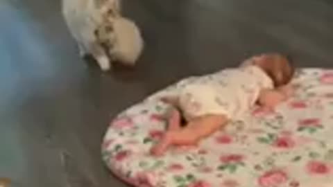 Mama cat brings her kitten for play Daly with human baby,. Video is 🤗