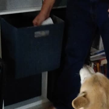 Honey gets a lunch snack