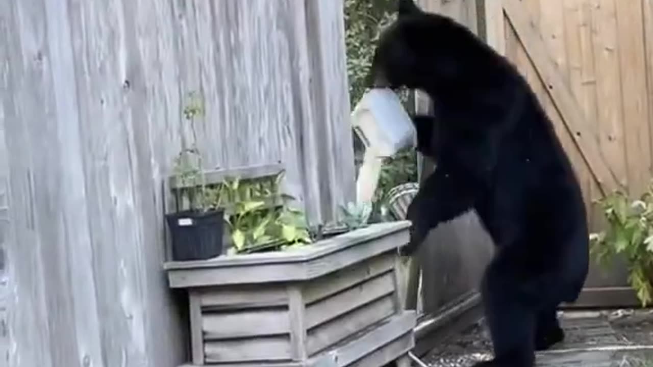 bear stealing something from a backyard breaks through a fence